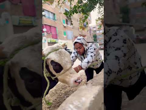 بلاش الهزار دة عجل شرير 😱😱