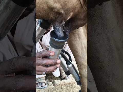 #cow #dairyherd #dairyfarming #farming #baffalo #dairyindustry #animals #dairyproduction #milk