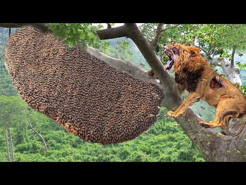 OMG! Stupid Lion Destroys Hornets' Nest and Must Receive a Painful Ending That He Will Never Forget