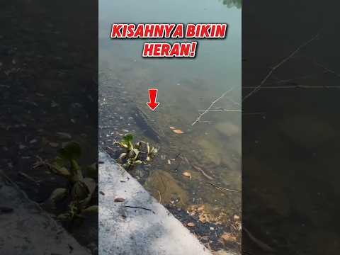 Ikan sulit ditangkap? Tidak bagi pria satu ini! #short #shorts #shortsvideo