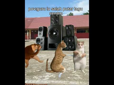 Di sekolah kalian senam ini juga gak #fypシ゚ #kucing #kucinglucu #memekucingindonesia