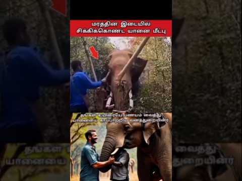யானையை மீட்ட வனத்துறை அதிகாரிகள்🐘 #shorts #elephant #TRENDING