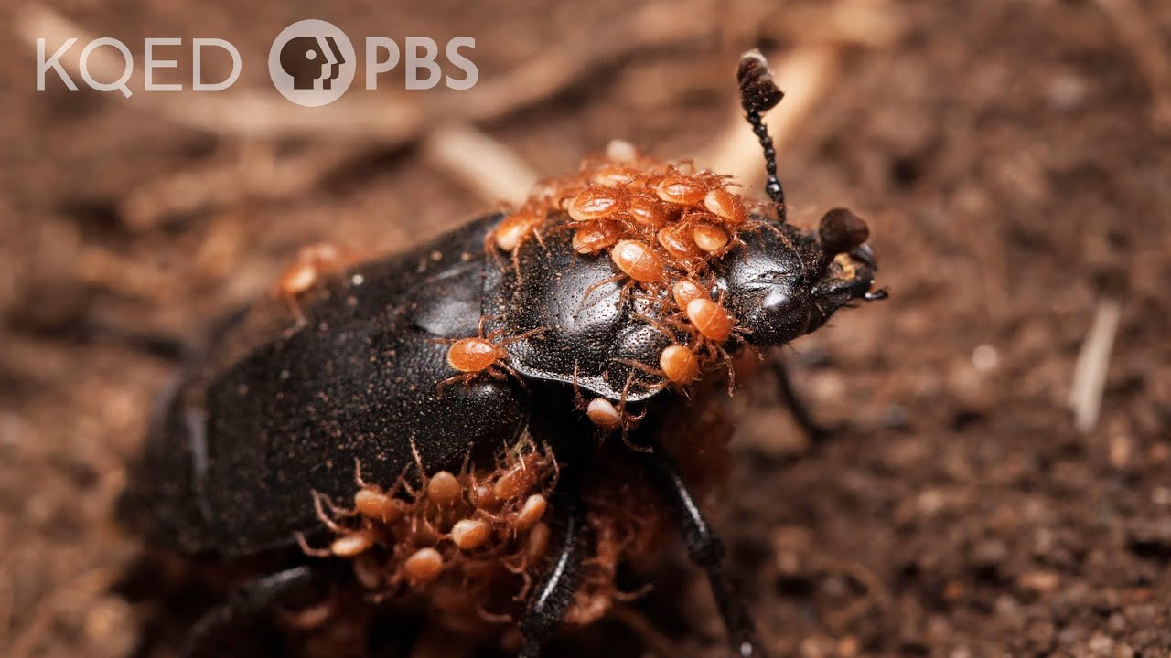This Mite-y Beetle Buries the Dead to Start a Family - Deep Look