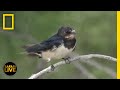 Wildlife Behavior and Survival Challenges