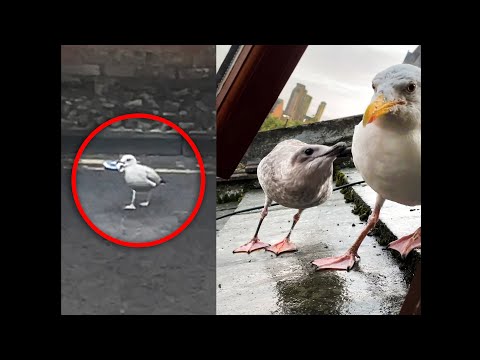 What Happened to my Pet Seagulls Baby?...