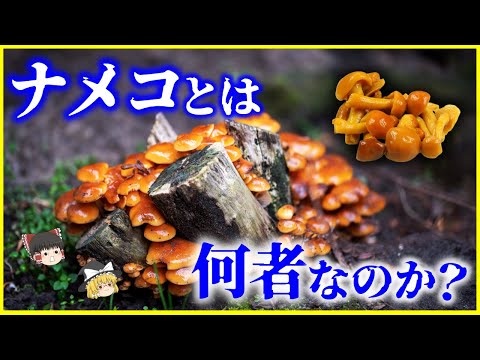 【ゆっくり解説】食べているのは日本だけ!?「ナメコ」とは何者なのか？を解説/海外で食べられていない理由とは…人工栽培の始まりは間違いから!?