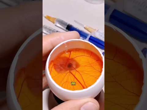 What to do if a duck egg is broken #animals #duckegg