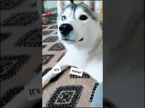 I Stole My HUSKY'S FLUFF and She Wants It Back!