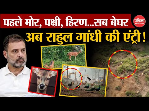 Telangana Forest News: तेलंगाना के Kancha Gachibowli Jungle मामले में Rahul Gandhi की एंट्री | BRS