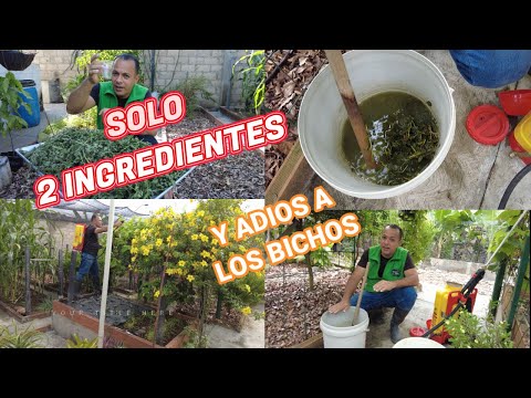 Como DETENER CUALQUIER PLAGA o BICHO con este insecticida repelente  Casero para Plantas y Jardín!