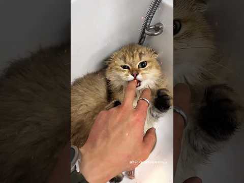When the owner sees 🙀 Cat is insane Aggressive while Grooming 🤧 #shorts #funnycats #trending #pets