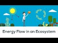 Exploring Energy Flow in Ecosystems