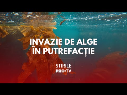 Algele putrezite se întind pe sute de metri în Mamaia