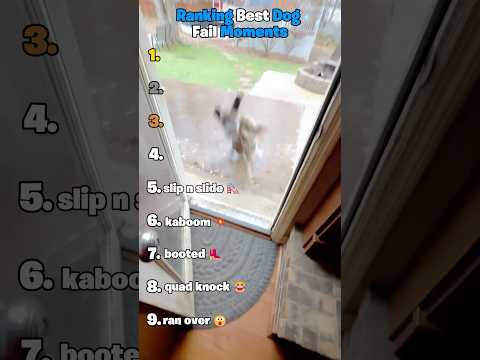Ranking Best Dog Fail Moments