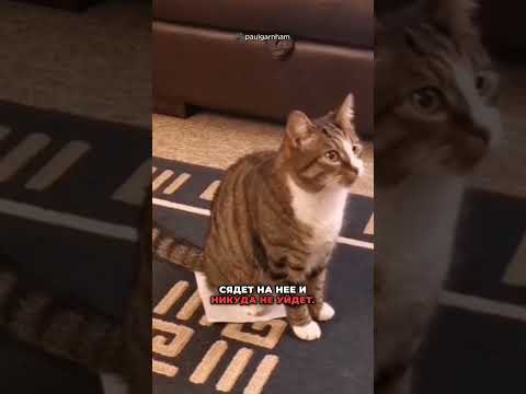 В соцсетях новый тренд для кошек!