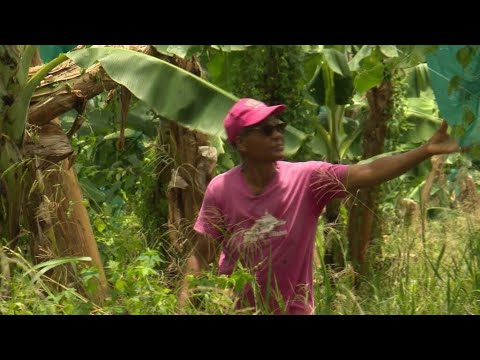 YouTube video thumbnail: Martinique: Years Later, the Fight Against Chlordecone Persists