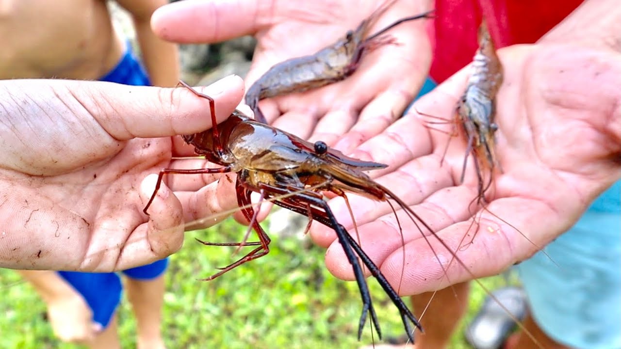 Trapping MASSIVE SHRIMP in a SMALL DITCH (Catch & Cook) - Bluegabe