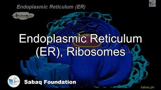 Endoplasmic Reticulum (ER), Ribosomes