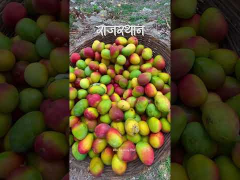 इसमें से कौनसा काम आपने किया हुआ है? #rajasthan #village #khet #villagelife #explore #rajsamand