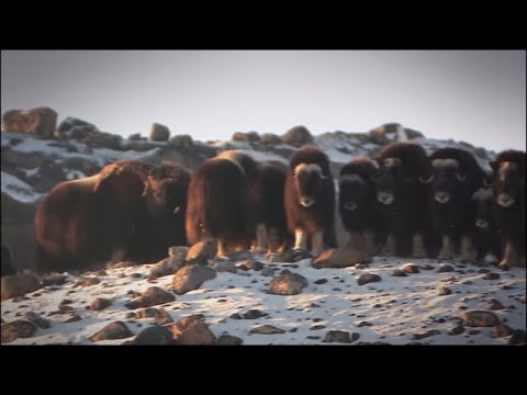 Arctic Wildlife in Greenland