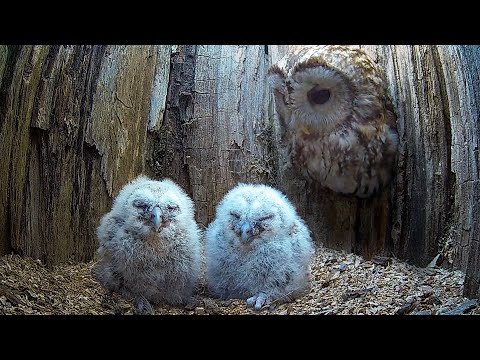 Tawny Owl Luna's Tragic Loss Has a Happy Ending🦉| Luna & Bomber | Robert E Fuller