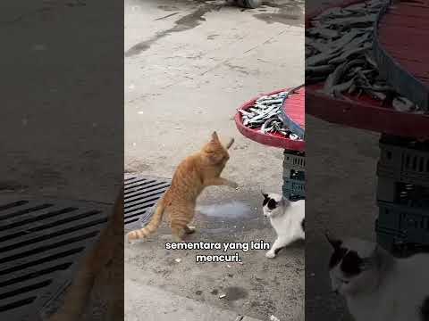 Kucing Liar Sang Pencuri Ikan