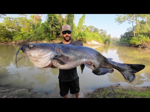 TINY CREEK, GIANT CATFISH!!