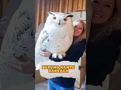 Burung Ajaib Ini Ditemukan di Hutan, Lihat Apa Jadinya Setelah Bertahun-tahun! #shorts #animals