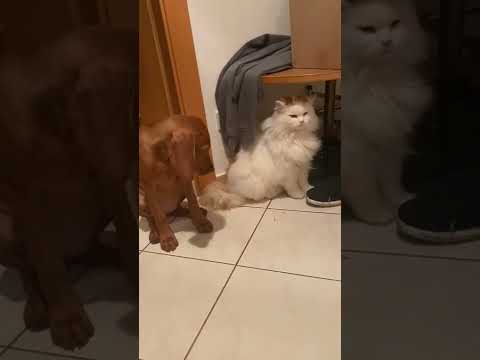 Watch our cat slowly fall in love with our new puppy 😍 #shorts