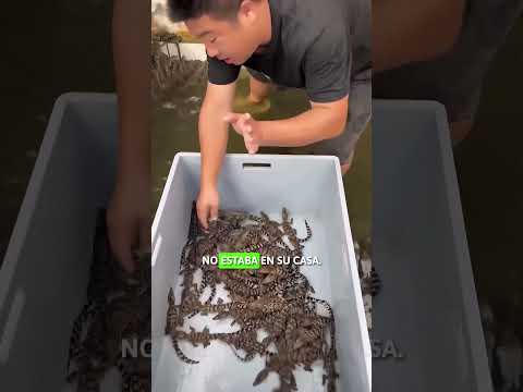 ✅Rescatando cocodrilos bebés de mi patio ¡Increíble hallazgo!