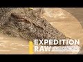 Crocodile Behavior and Remote Observation