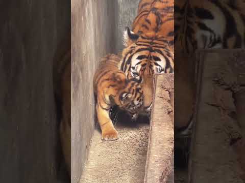 🐯🐯🐯Don’t even think about stealing my child!😠😡 #tigercub #tiger #kitten  #cute #kitty #zoo #adorable