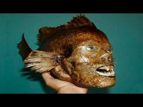 5 PECES REALES Con RASGOS HUMANOS