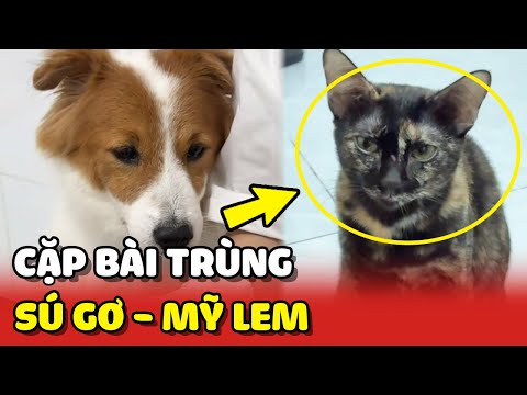 Cặp bài trùng Mỹ Lem và Sú Gơ thi nhau "XIN ĂN" 😂