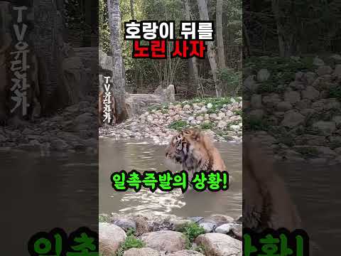 호랑이의 뒤를 노리는 사자의 최후는!