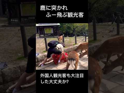 鹿に突かれ🫎フー飛ぶ観光客😭外国人観光客も大注目した大丈夫か？▶️クリックするとロングバージョンに移行します！奈良公園
