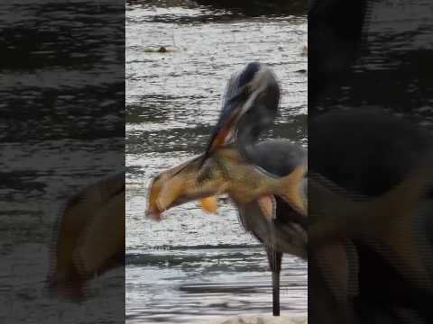 Большая голубая цапля: Охота #животные #топ #шортс #shorts