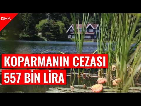 Gölcük Tabiat Parkı'nda nilüfer çiçeğini koparmanın cezası 557 bin lira