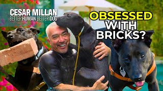 Why Is This Dog Obsessed with Bricks?