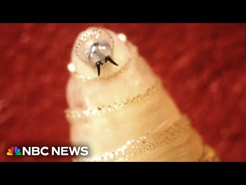 YouTube video thumbnail: First Human Case of Screwworm Parasite Found in U.S. in Person Who Traveled to El Salvador