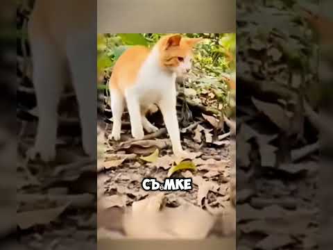 Кошка VS Змея
