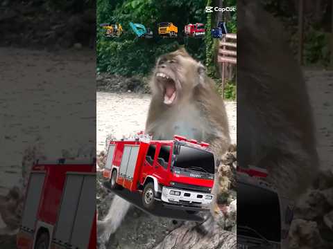 ลิงยักษ์กินรถดับเพลิง #subscribe #shortvideo #กดติดตาม #shortsvideo #reels #shorts #monkey
