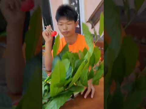 อยากกินหมูกระทะ⁉️ #กินผัก #หมูกระทะ #funny #ตลก #comedy #สนุก #คลายเครียด
