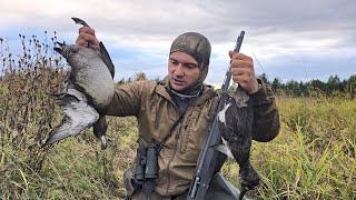 ОХОТА НА УТКУ С ПОДХОДА. ДОБЫЛ МЯСА НА ОБЕД. ЖДУ ЖИРНЫХ УТОК С ТУНДРЫ.