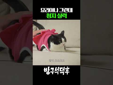 첨지 고양이송 라이브 #방구석덕후