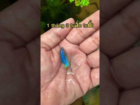Quá trình phát triển của cá betta như thế nào ? Nhớ xem hết Video #betta #bettashop #traicabetta