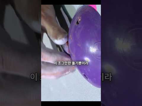 꼬집히면 진짜 골로 갑니다..