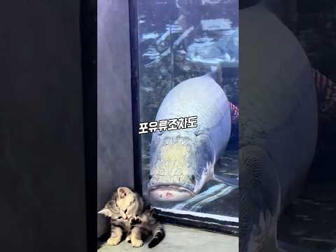 보이는 모든 것을 삼키는 괴물 물고기