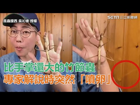 比手掌還大的竹節蟲　專家解說時突然表演「噴卵」 - YouTube