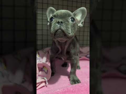 Perro cachorro visita el veterinario por primera vez #shorts #dogs